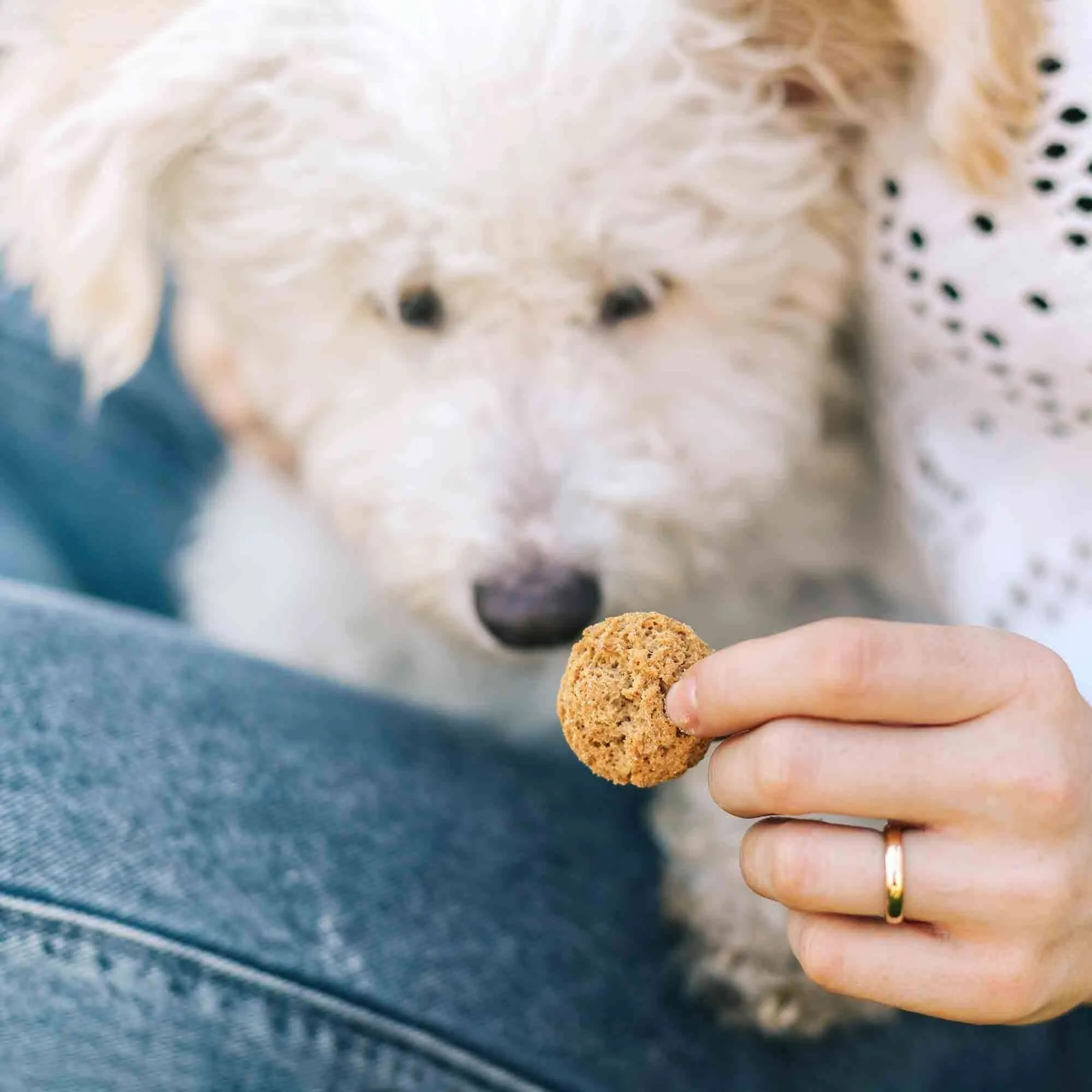 CBD Dog Treats